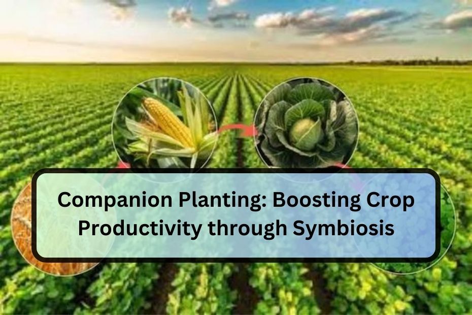 Companion Planting: Boosting Crop Productivity through Symbiosis