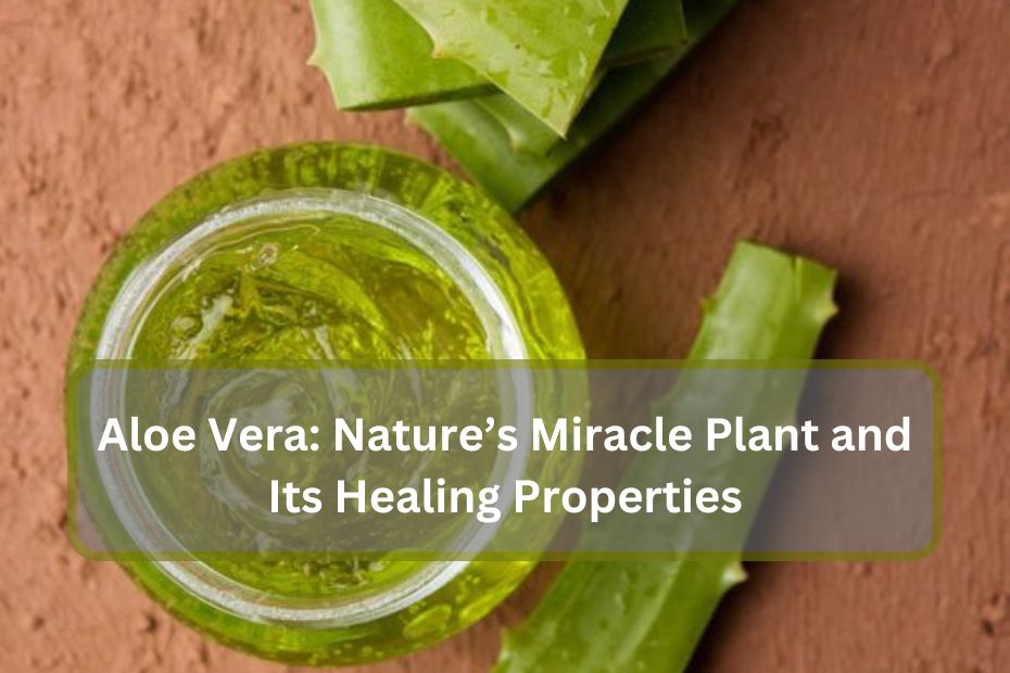 Aloe Vera: Nature’s Miracle Plant and Its Healing Properties