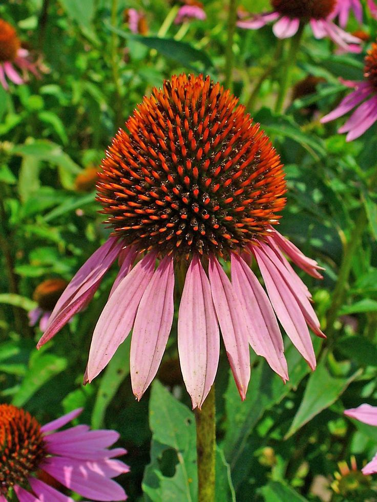 Echinacea