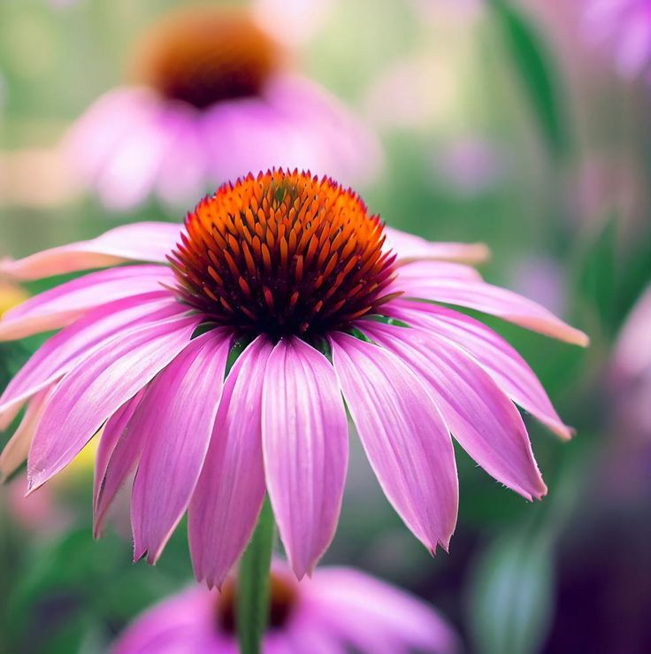 Echinacea