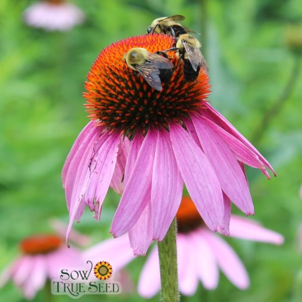 Echinacea