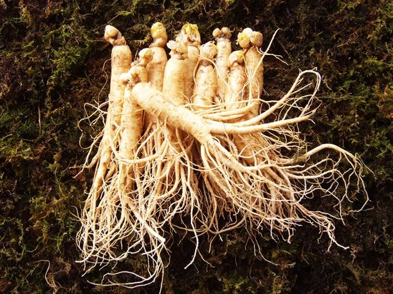 Ginseng