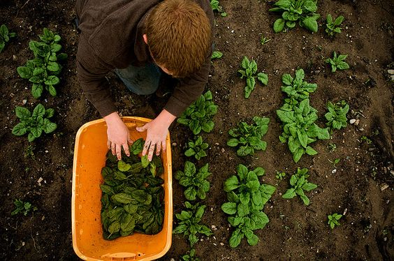 Organic Farming