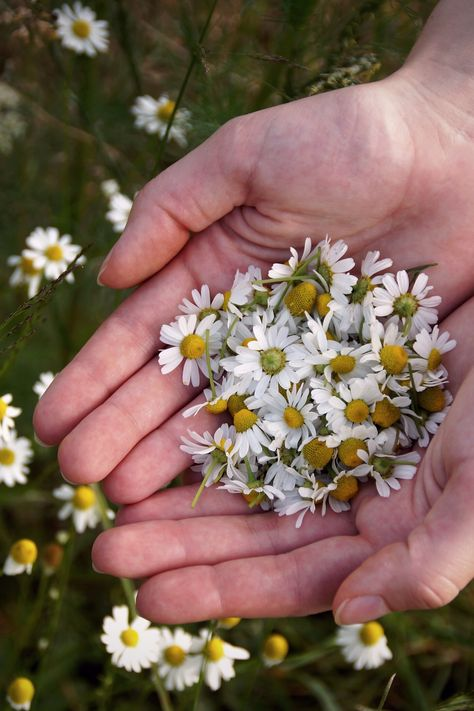 Chamomile