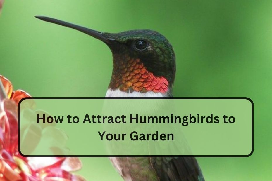 How to Attract Hummingbirds to Your Garden