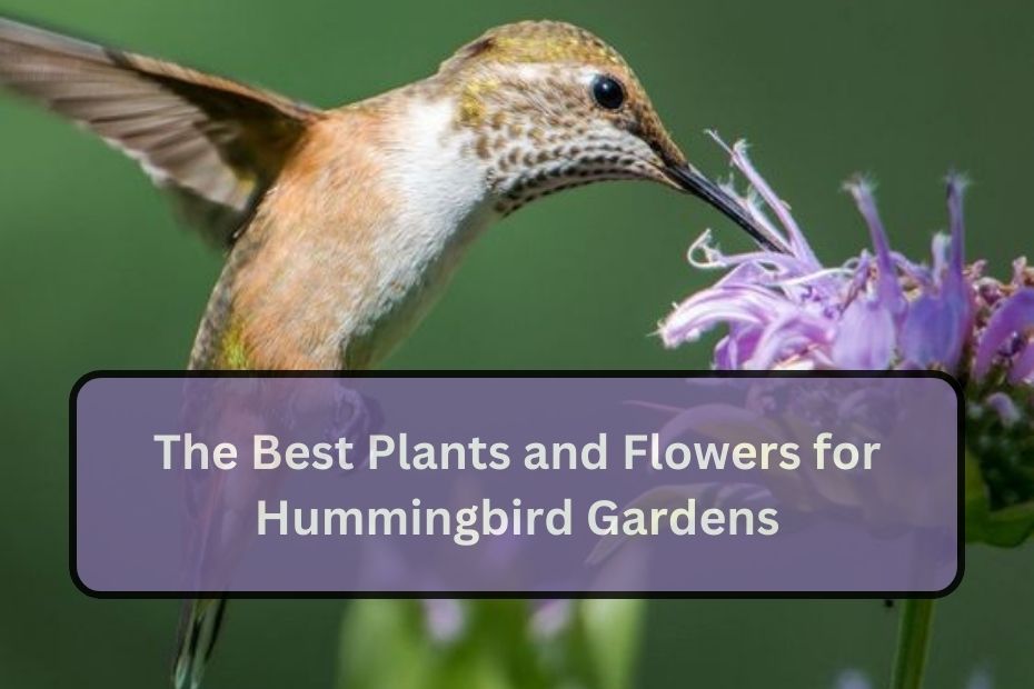 The Best Plants and Flowers for Hummingbird Gardens