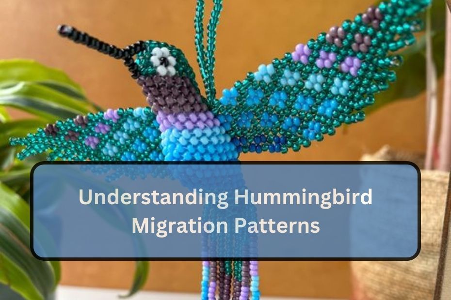 Understanding Hummingbird Migration Patterns