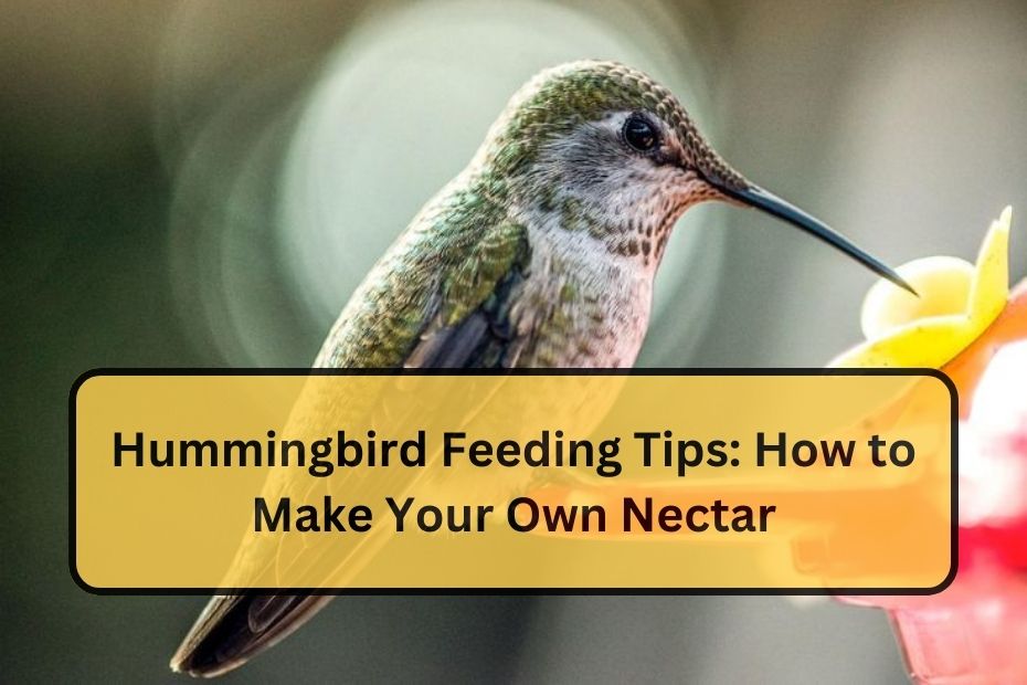 Hummingbird Feeding Tips: How to Make Your Own Nectar