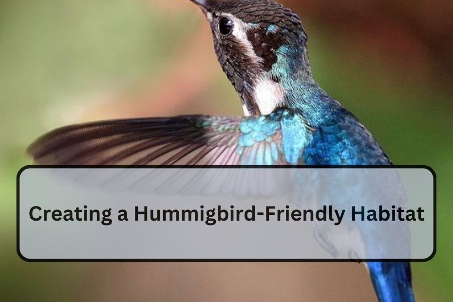 Creating a Hummingbird-Friendly Habitat