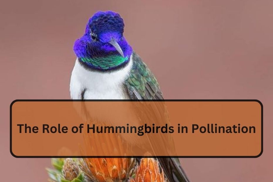 The Role of Hummingbirds in Pollination