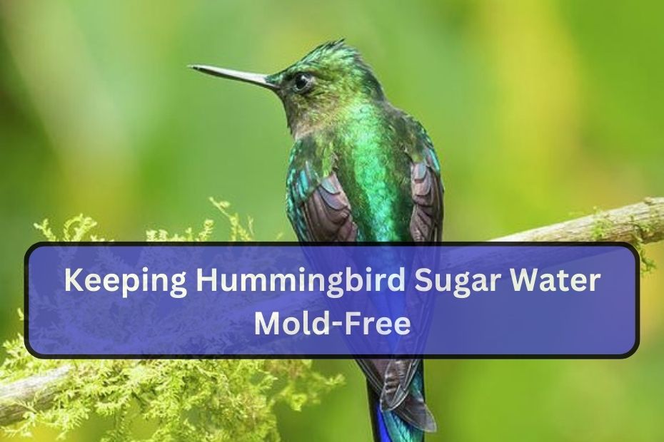 Keeping Hummingbird Sugar Water Mold-Free