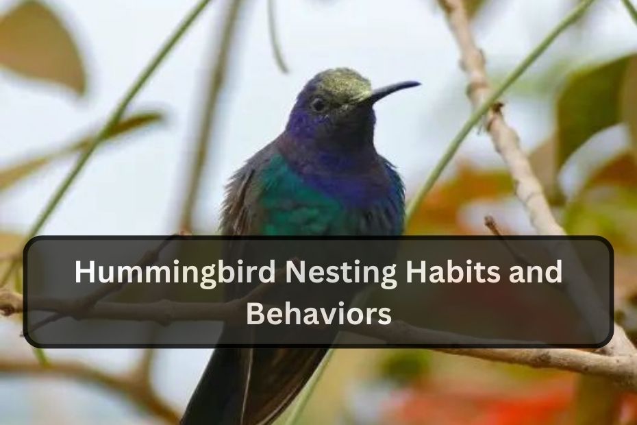 Hummingbird Nesting Habits and Behaviors