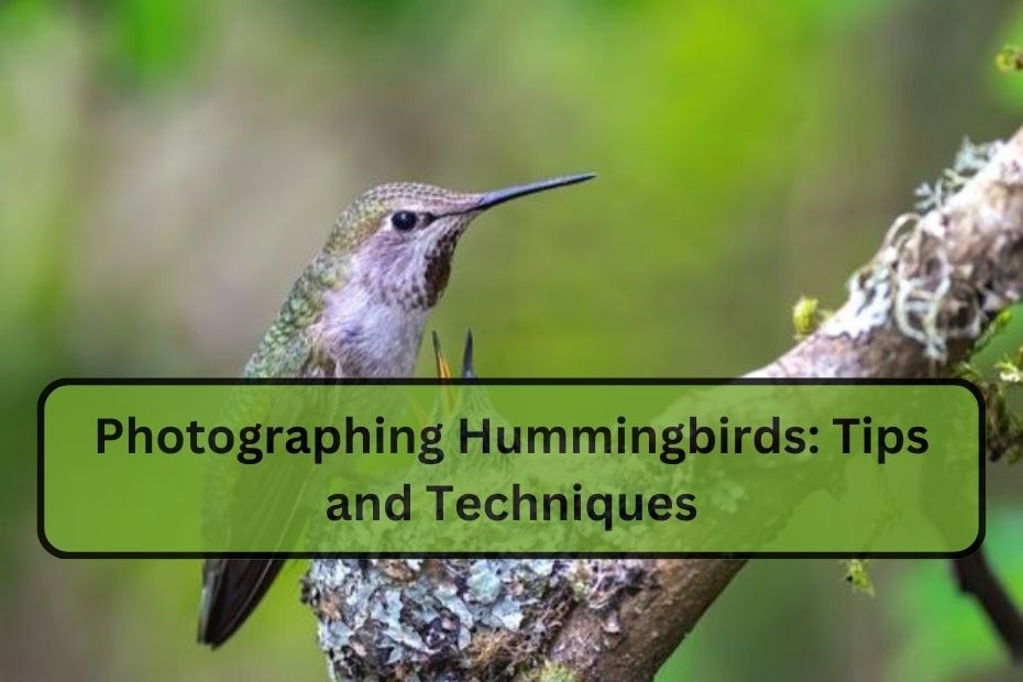 Photographing Hummingbirds: Tips and Techniques