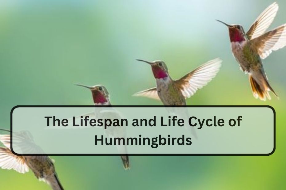 The Lifespan and Life Cycle of Hummingbirds