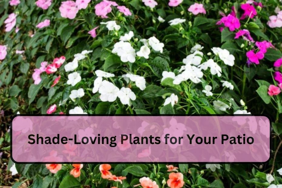 Shade-Loving Plants for Your Patio