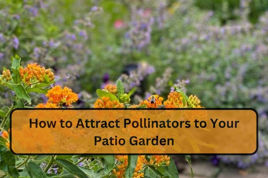 How to Attract Pollinators to Your Patio Garden