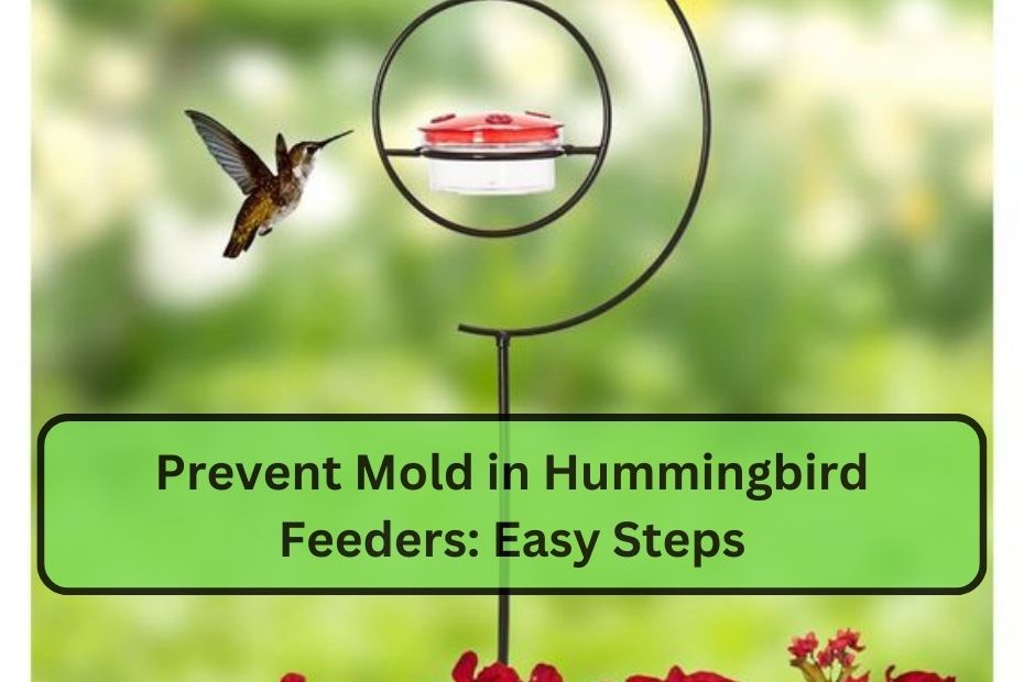 Prevent Mold in Hummingbird Feeders: Easy Steps