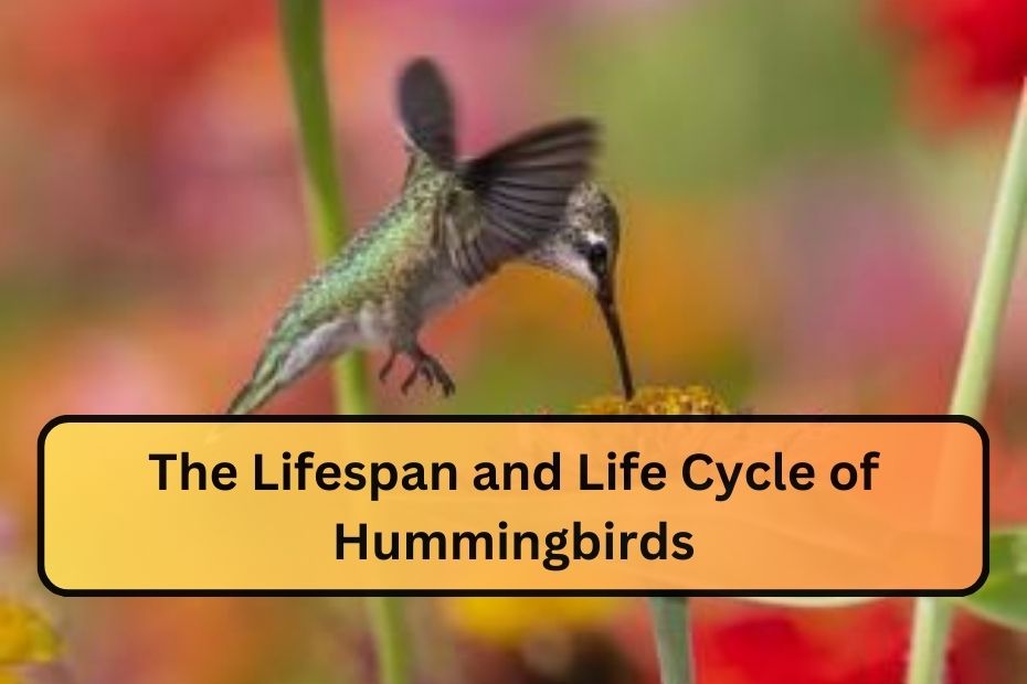 The Lifespan and Life Cycle of Hummingbirds