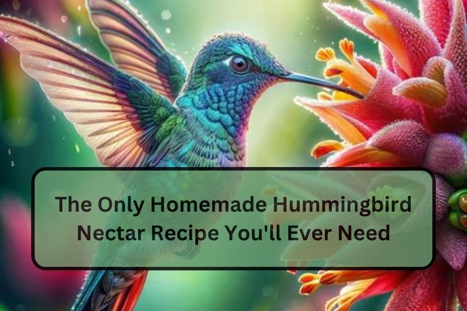 The Only Homemade Hummingbird Nectar Recipe You'll Ever Need