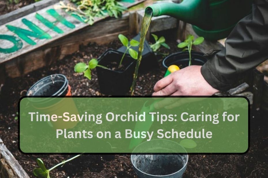 Time-Saving Orchid Tips: Caring for Plants on a Busy Schedule