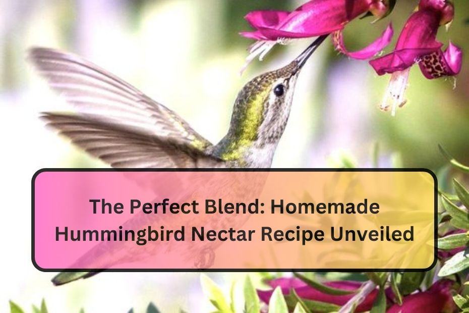 The Perfect Blend: Homemade Hummingbird Nectar Recipe Unveiled