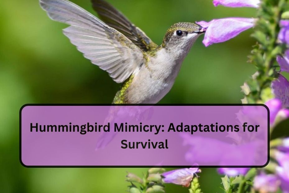 Hummingbird Mimicry: Adaptations for Survival