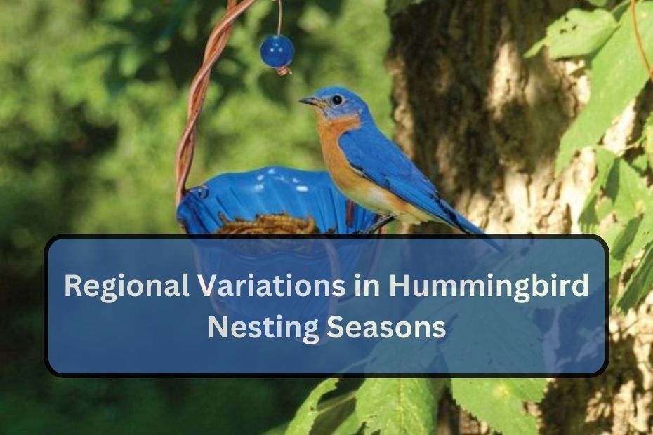 Regional Variations in Hummingbird Nesting Seasons