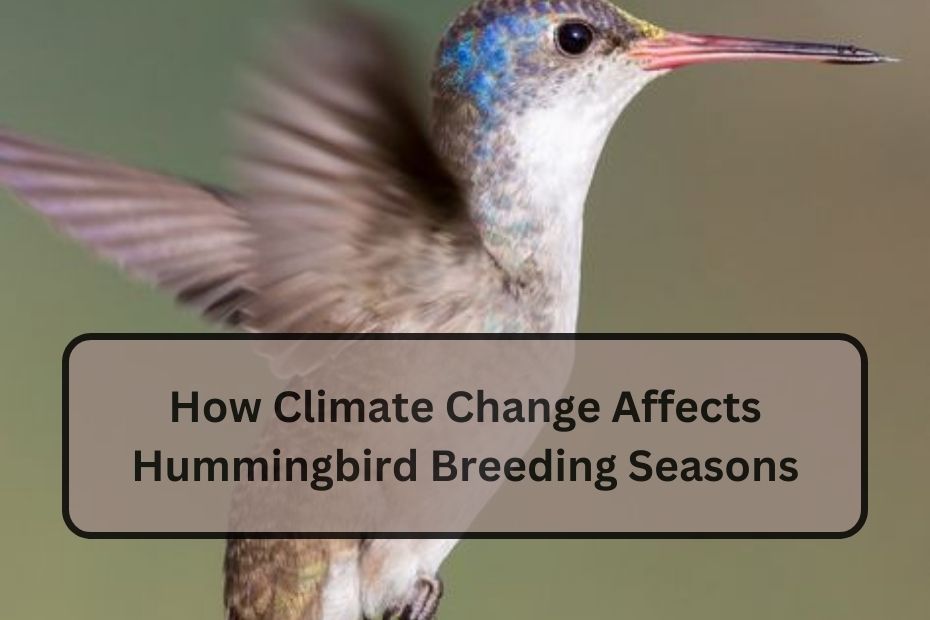 How Climate Change Affects Hummingbird Breeding Seasons