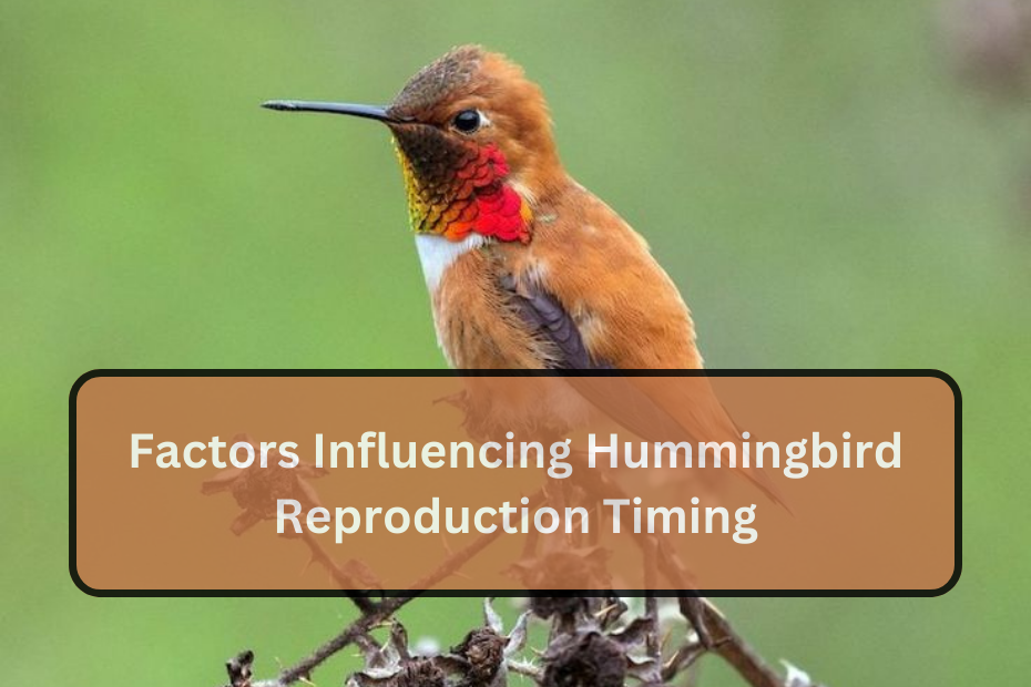 Factors Influencing Hummingbird Reproduction Timing